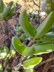 Mitrophyllum
