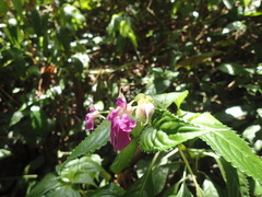 Impatiens irvingii