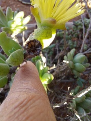 Mitrophyllum
