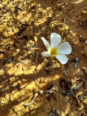 Oxalis clavifolia