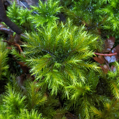 Mniodendron comosum