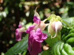 Impatiens irvingii