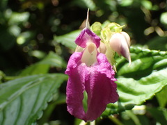 Impatiens irvingii
