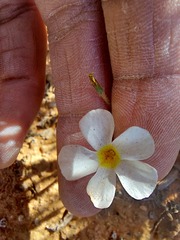 Oxalis clavifolia