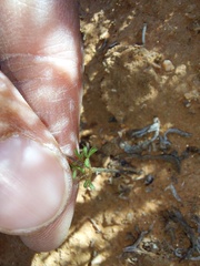 Oxalis clavifolia