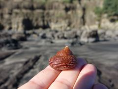 Maurea punctulata