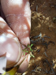 Oxalis clavifolia