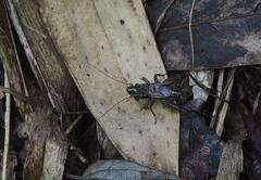 Loxoblemmus appendicularis