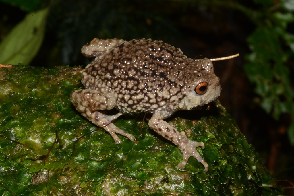 Hansen's Warty Frog