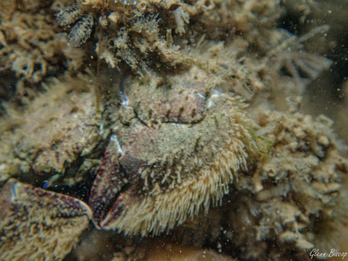 Hairy Porcelain Crab, Zeelandbrug, Zierikzee, Netherlands, photo 8 of 10