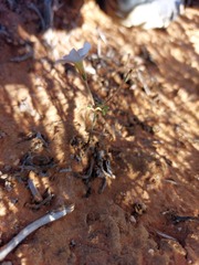 Oxalis clavifolia