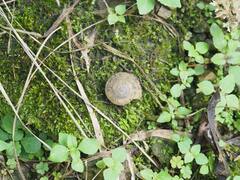 Plectotropis mackensii