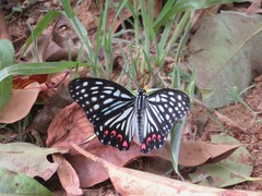 Hestina assimilis assimilis
