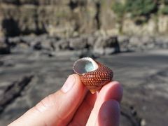 Maurea punctulata