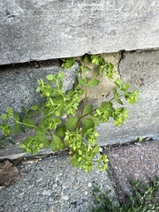 Euphorbia peplus