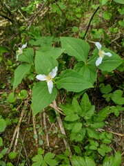 Trillium scouleri