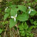 Trillium scouleri - Photo (c) Timothy McNitt, some rights reserved (CC BY), uploaded by Timothy McNitt