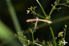 Stenoptilia bipunctidactyla