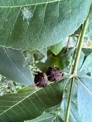 Phylloxera notabilis