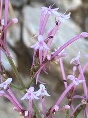 Centranthus longiflorus
