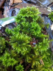 Mniodendron comosum
