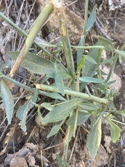 Centranthus longiflorus