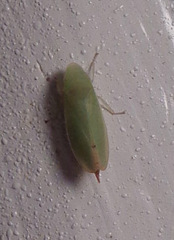 Memnonia flavida