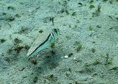 Torquigener hypselogeneion