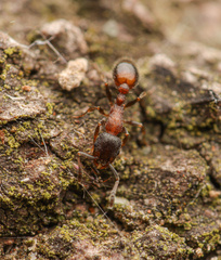 Temnothorax caguatan