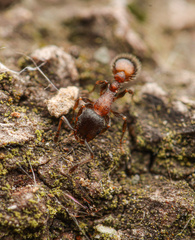 Temnothorax caguatan