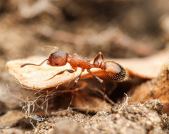 Temnothorax caguatan