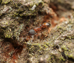 Temnothorax caguatan