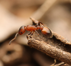 Temnothorax caguatan
