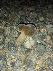 Lactarius fuliginosus