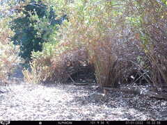 Sylvilagus audubonii