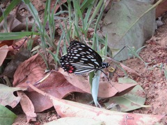 Hestina assimilis assimilis