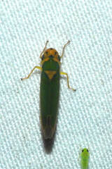 Catagonalia conjunctula