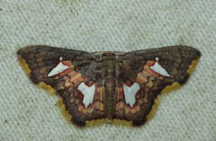 Tricentra quadrigata