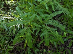 Dicranopteris linearis linearis