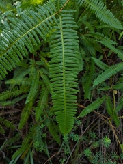Dicranopteris linearis linearis