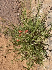 Penstemon rostriflorus