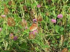 Vanessa cardui