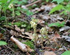 Monotropa hypopitys hypophegea