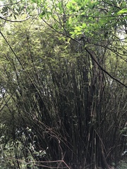 Bambusa stenostachya