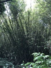 Bambusa stenostachya