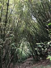 Bambusa stenostachya