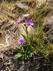 Senecio macrocephalus
