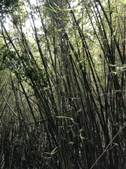 Bambusa stenostachya