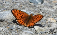Argynnis niobe