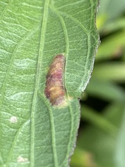 Parallelodiplosis subtruncata